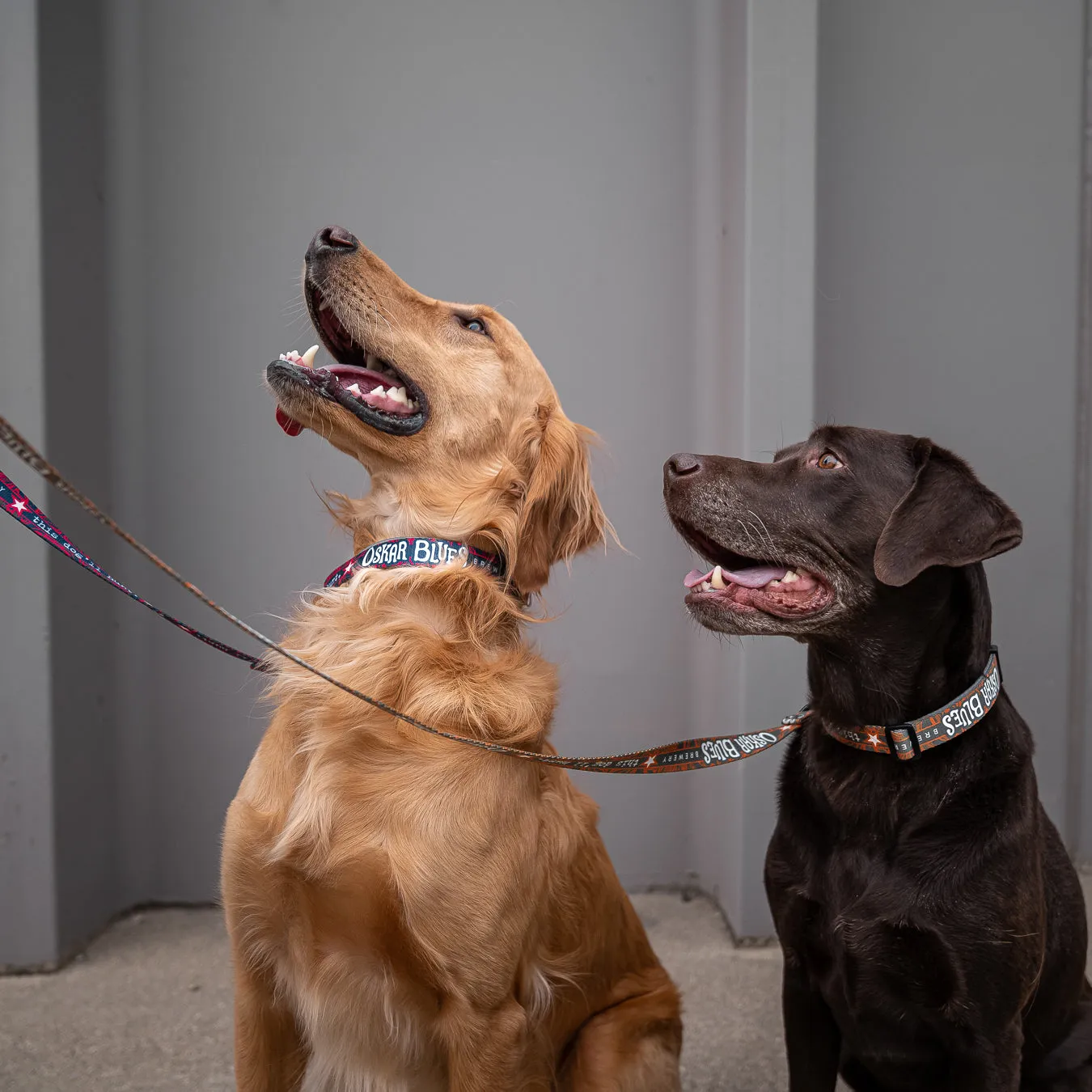 Dog Collar